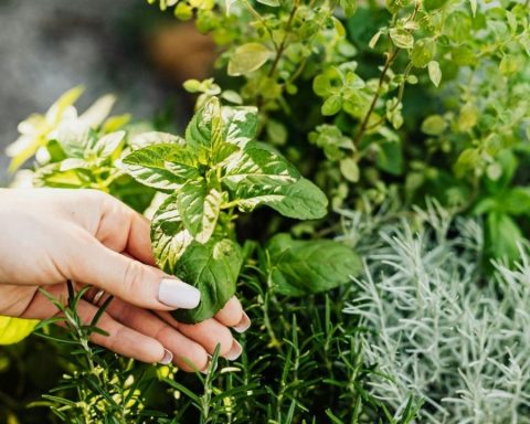 Where in the house should you place the basil plant during November and December to call