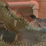 El cocodrilo cubano, conocido como Kuzya