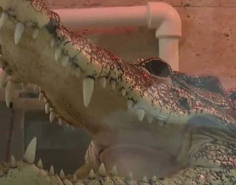 El cocodrilo cubano, conocido como Kuzya