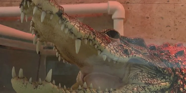 El cocodrilo cubano, conocido como Kuzya