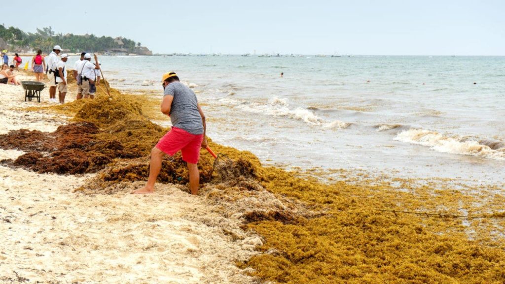 Un nuevo camino contra el sargazo: ONU respalda a la República Dominicana