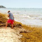 Un nuevo camino contra el sargazo: ONU respalda a la República Dominicana