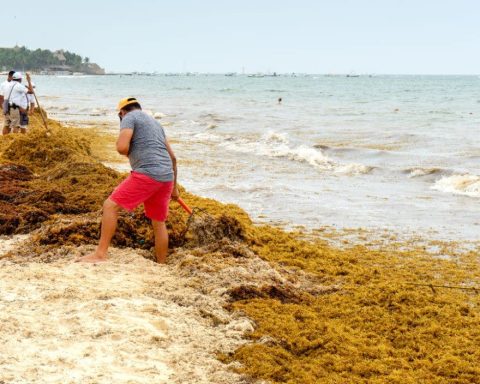 Un nuevo camino contra el sargazo: ONU respalda a la República Dominicana