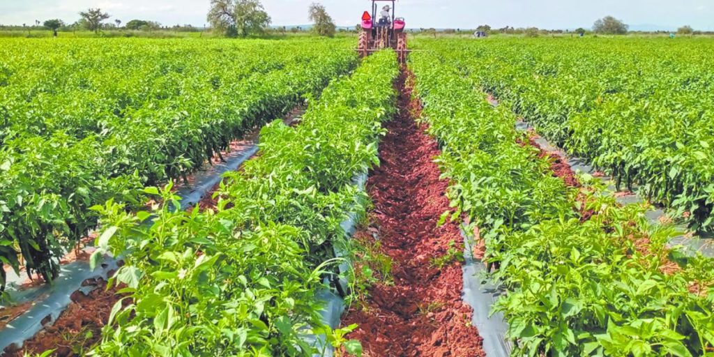 Agri-Food Panorama 2025: A surplus in the shadow of historical challenges