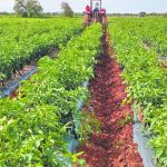 Agri-Food Panorama 2025: A surplus in the shadow of historical challenges