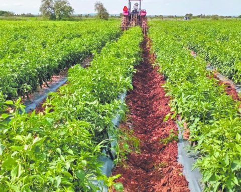 Agri-Food Panorama 2025: A surplus in the shadow of historical challenges