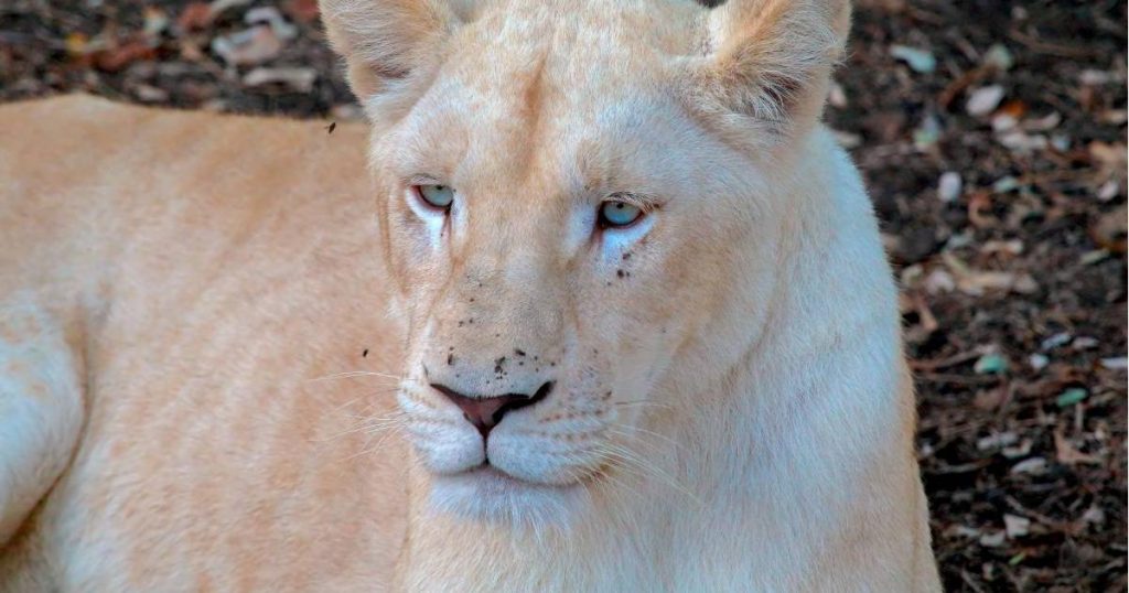 Albino puma surprises the world: Itzae, the feline born in Nicaragua that went viral