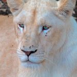 Albino puma surprises the world: Itzae, the feline born in Nicaragua that went viral