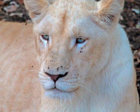 Albino puma surprises the world: Itzae, the feline born in Nicaragua that went viral