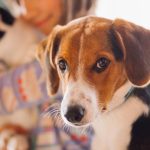 Alert in Medellín: poisoning in pets increases