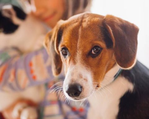 Alert in Medellín: poisoning in pets increases