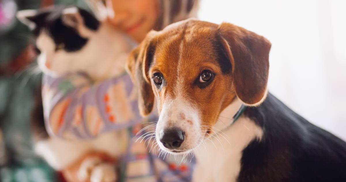 Alert in Medellín: poisoning in pets increases