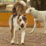 Brazil has around 30 million abandoned domestic animals