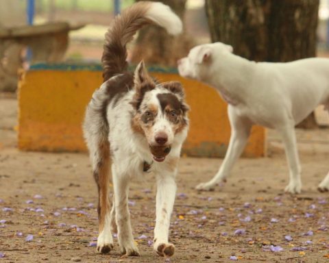 Brazil has around 30 million abandoned domestic animals