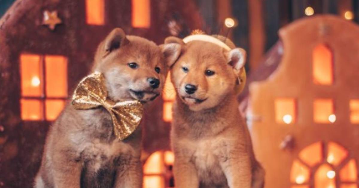 Canine Daycare 'The Pooches Playhouse' surprises with its canine crib and goes viral