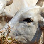 Cattle exported live: NGOs denounce precariousness and environmental risks