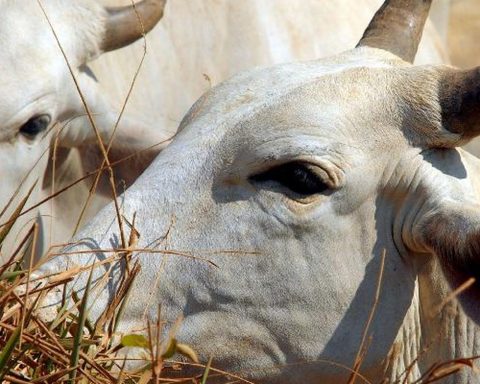 Cattle exported live: NGOs denounce precariousness and environmental risks