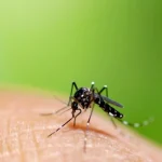 Un mosquito Aedes aegypti, transmisor del chikunguña