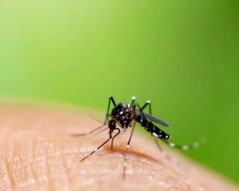 Un mosquito Aedes aegypti, transmisor del chikunguña