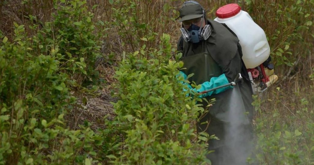 Comptroller's Office detects millionaire overpayment in audit of the Government's illicit crop substitution program