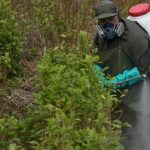 Comptroller's Office detects millionaire overpayment in audit of the Government's illicit crop substitution program