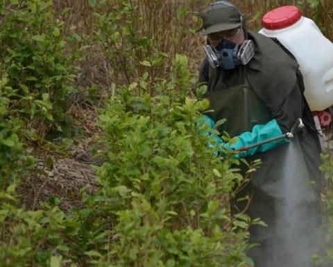 Comptroller's Office detects millionaire overpayment in audit of the Government's illicit crop substitution program