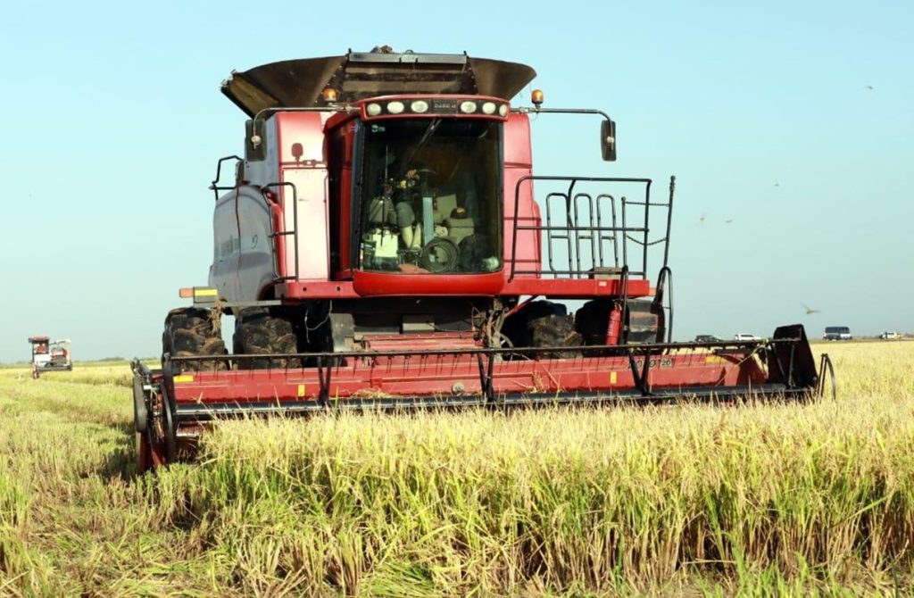 Cuba and Russia promote rice project in Sancti Spíritus to revive national production