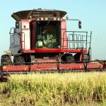 Cuba and Russia promote rice project in Sancti Spíritus to revive national production