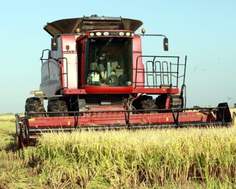 Cuba and Russia promote rice project in Sancti Spíritus to revive national production