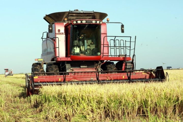 Cuba and Russia promote rice project in Sancti Spíritus to revive national production