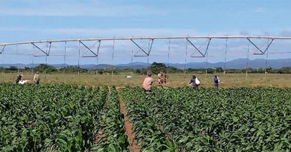 Cuba has lost its commitment to transgenic crops to replace imports