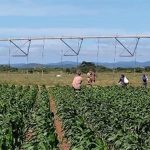 Cuba has lost its commitment to transgenic crops to replace imports