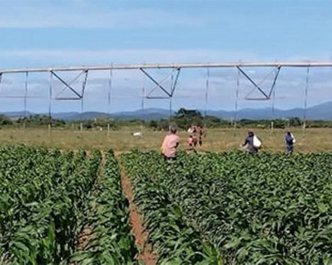 Cuba has lost its commitment to transgenic crops to replace imports