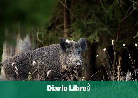 DR suspends importing pork products from Spain due to ASF