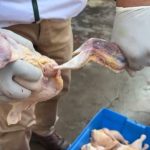 Decomposing chickens: six poultry farmers are sanctioned after a health operation in Huancayo