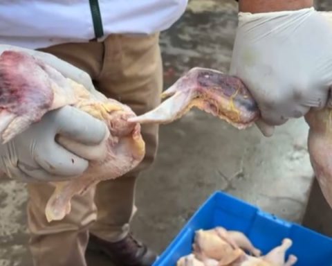 Decomposing chickens: six poultry farmers are sanctioned after a health operation in Huancayo