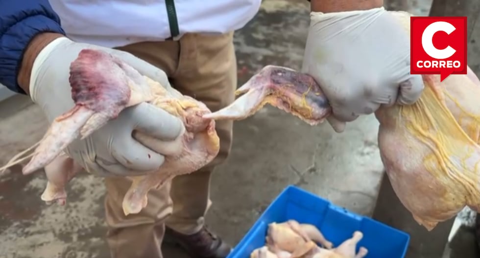 Decomposing chickens: six poultry farmers are sanctioned after a health operation in Huancayo
