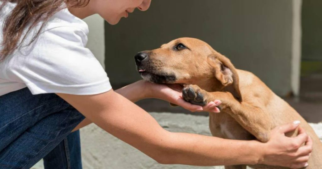Dog that stole stuffed animals in Yucatan is adopted: viral story of Thor