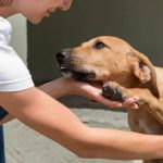 Dog that stole stuffed animals in Yucatan is adopted: viral story of Thor