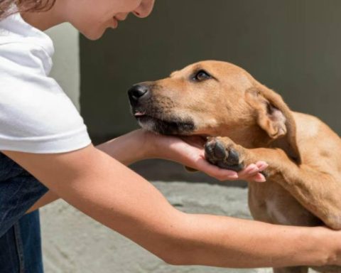 Dog that stole stuffed animals in Yucatan is adopted: viral story of Thor
