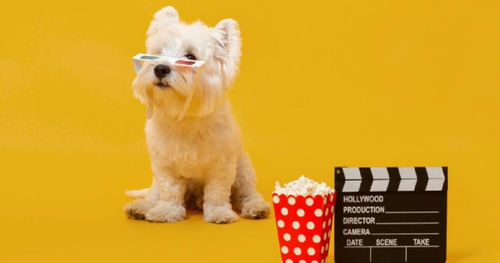 Dogs at the movies: this is how pets in China enjoyed the premiere of Zootopia 2