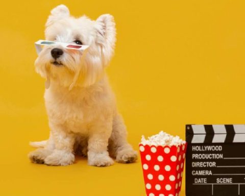 Dogs at the movies: this is how pets in China enjoyed the premiere of Zootopia 2