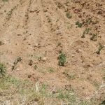 Drought and frost affect crops in the Mantaro Valley and begin to make products more expensive