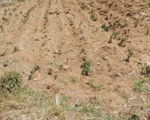 Drought and frost affect crops in the Mantaro Valley and begin to make products more expensive