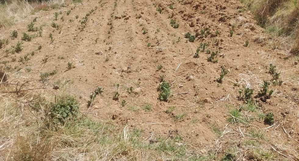Drought and frost affect crops in the Mantaro Valley and begin to make products more expensive