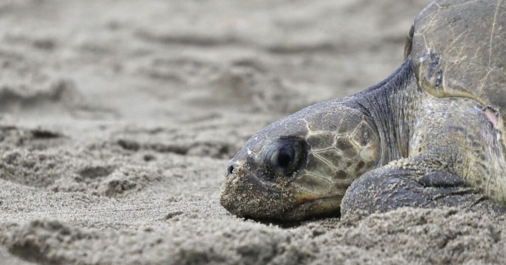Egg looting and illegal trafficking put sea turtles at risk in Mexico