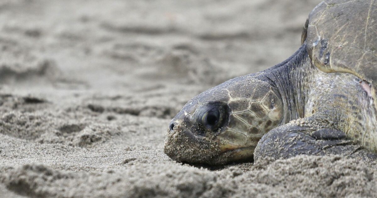 Egg looting and illegal trafficking put sea turtles at risk in Mexico