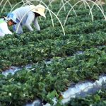 Finep announces R$74.9 million partnership for family farming