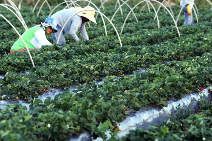 Finep announces R$74.9 million partnership for family farming