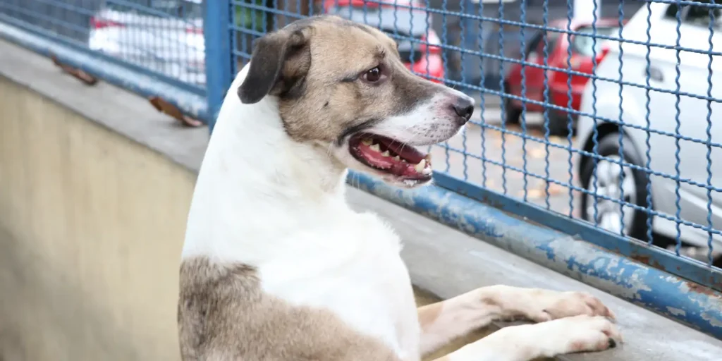 Fireworks cause physical suffering and risk to animals